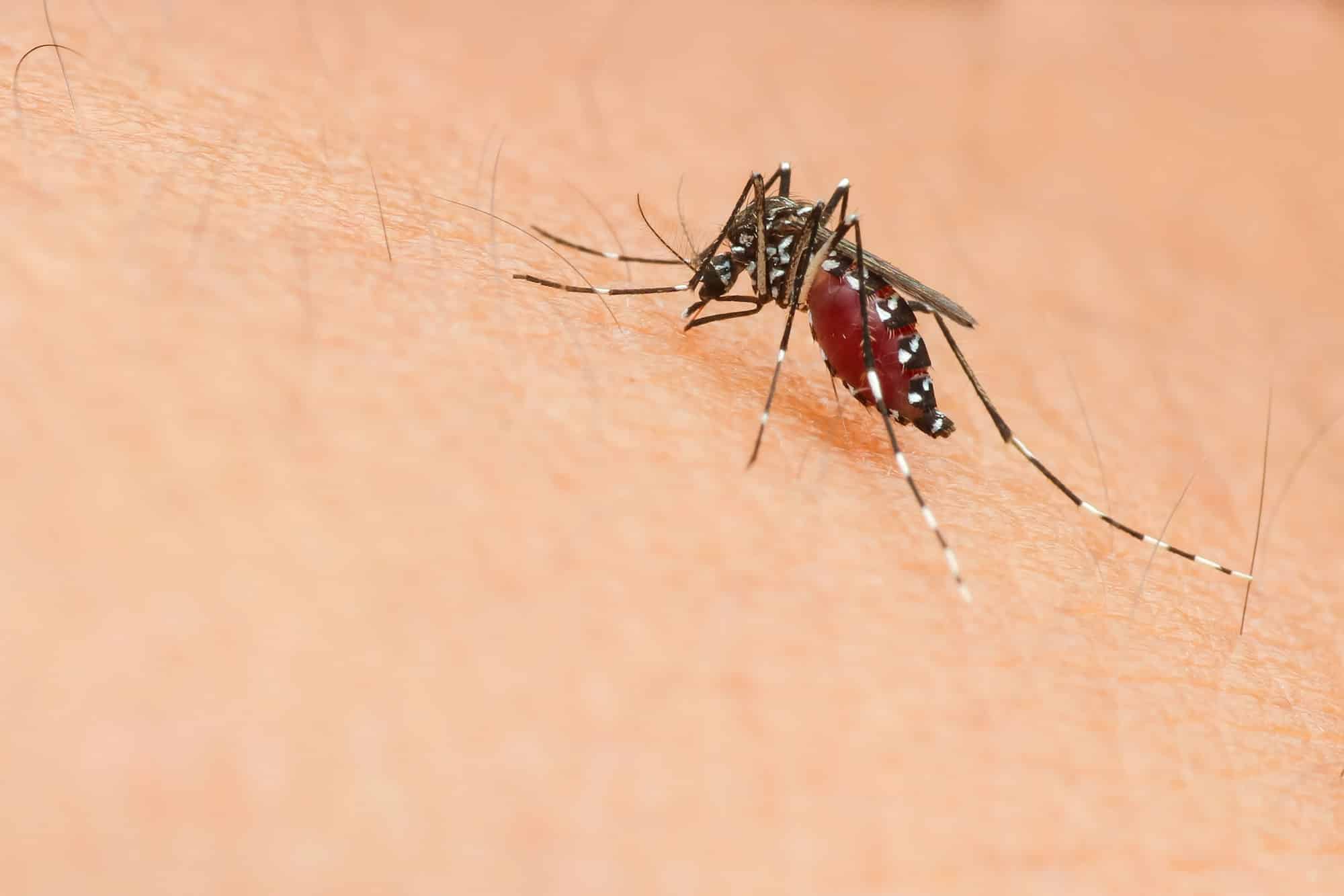 a mosquito sucking blood on human skin