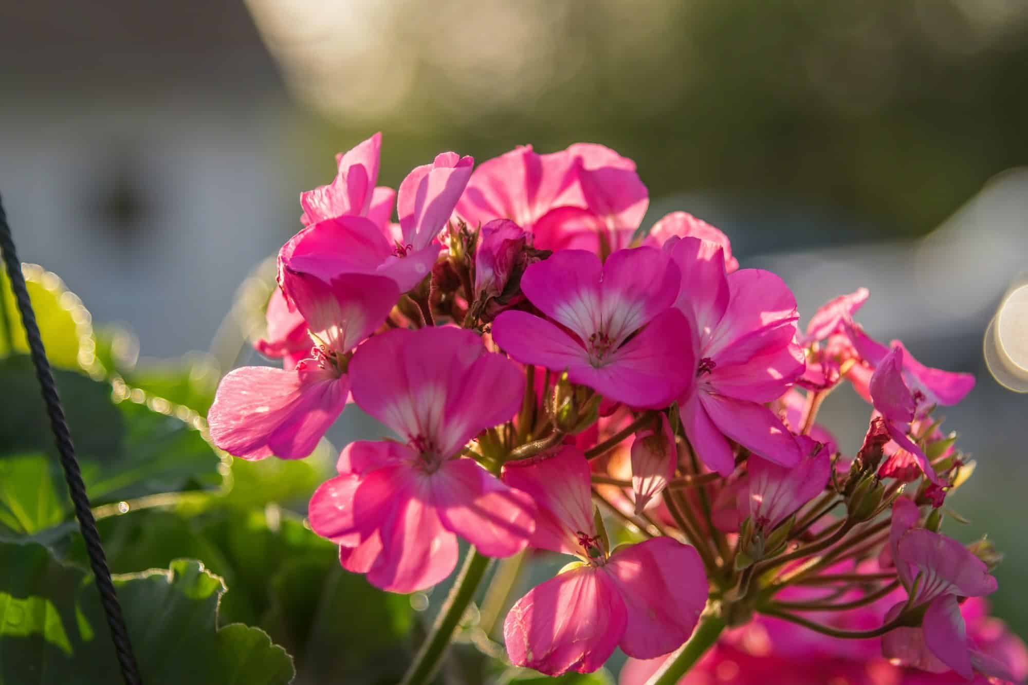 Closeup of pink geranium blossom in the backyard