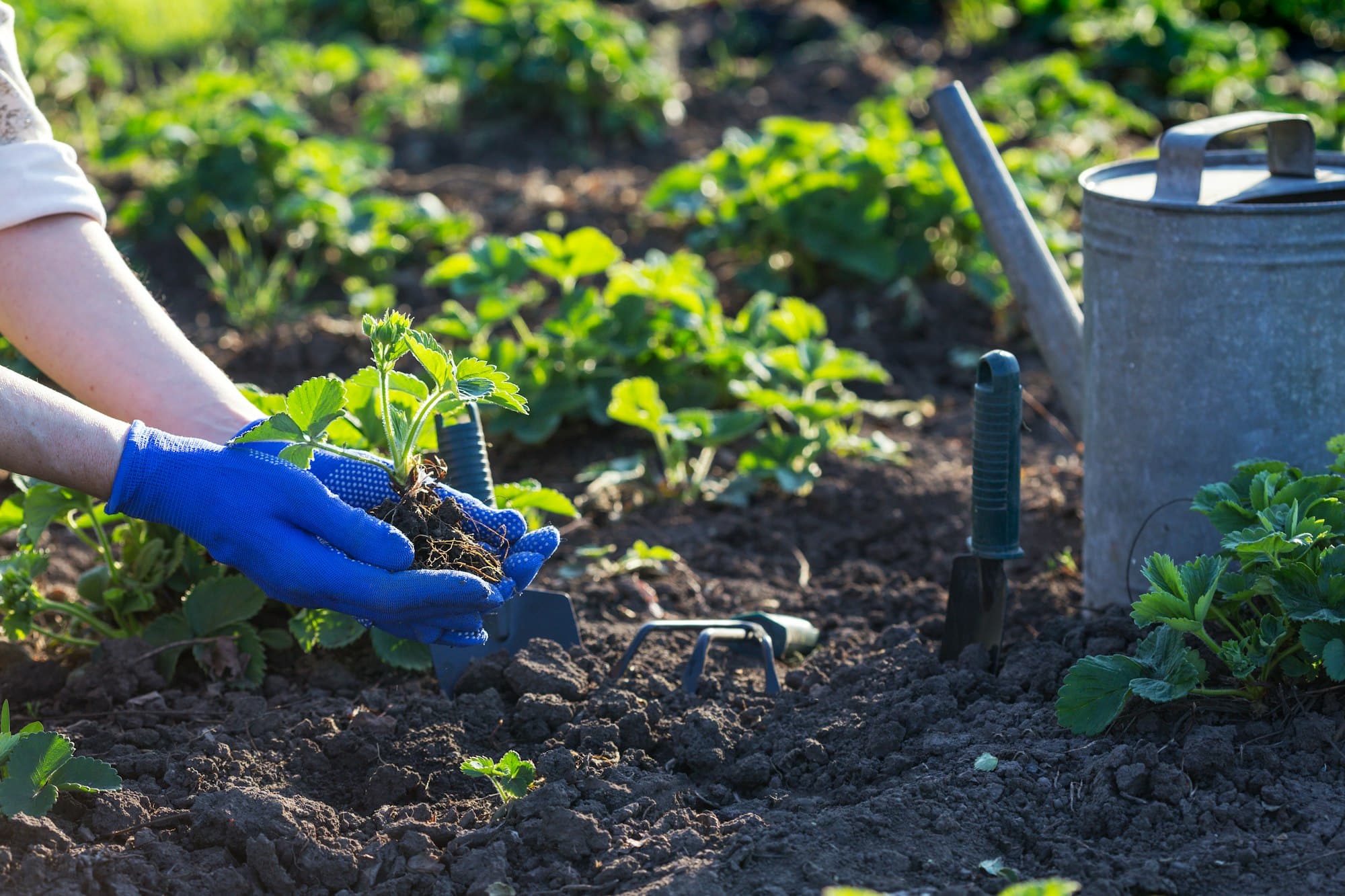 planting strawberries in the garden