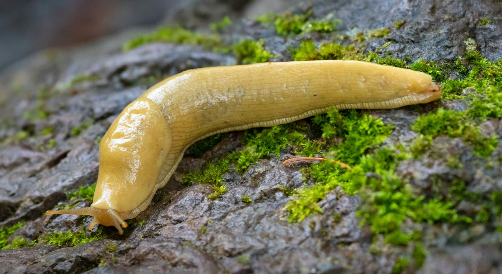 Closeup of a yellow banana slug at Olympic National Forest, Washington