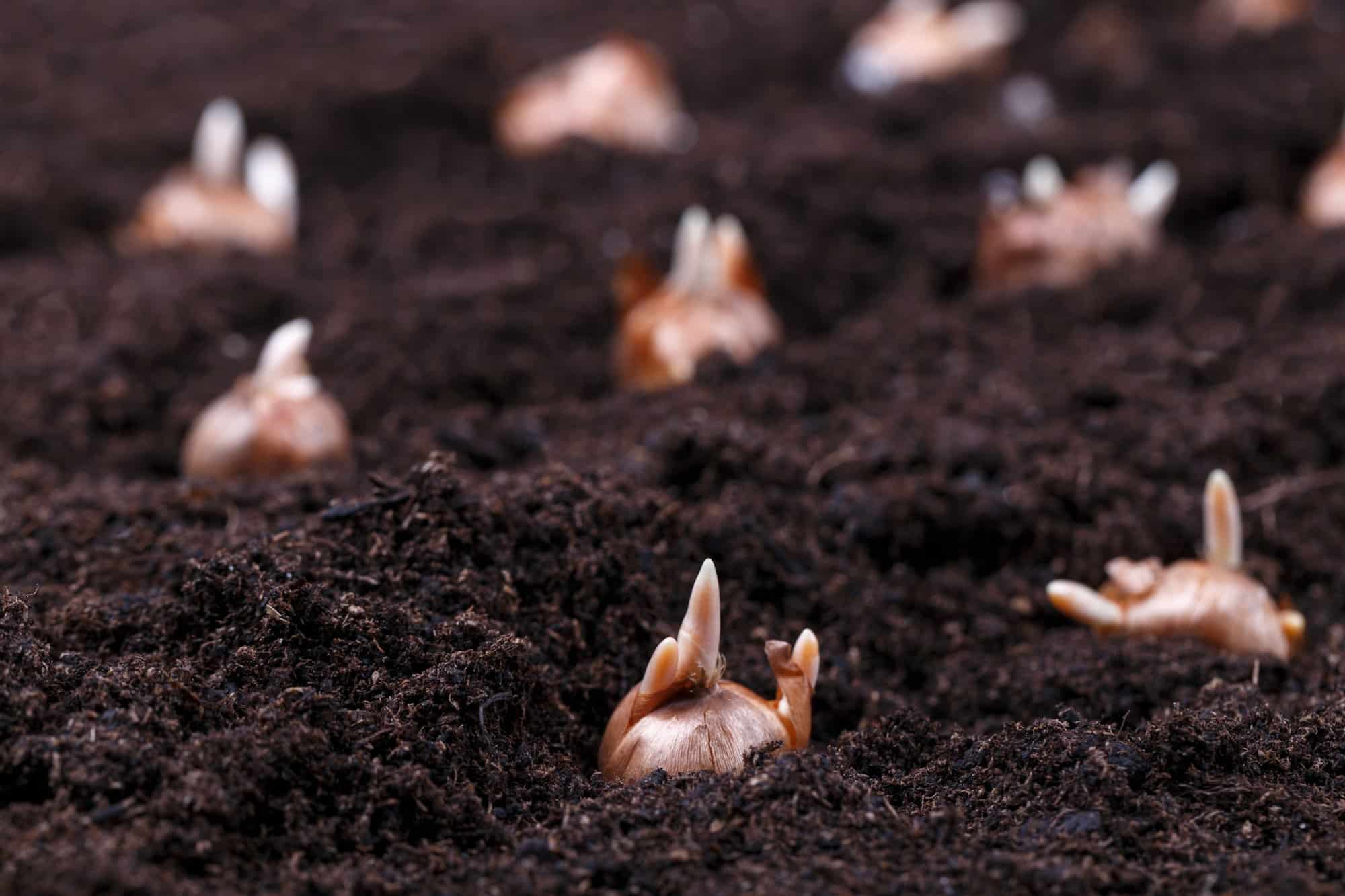 Flower bulbs in a soil