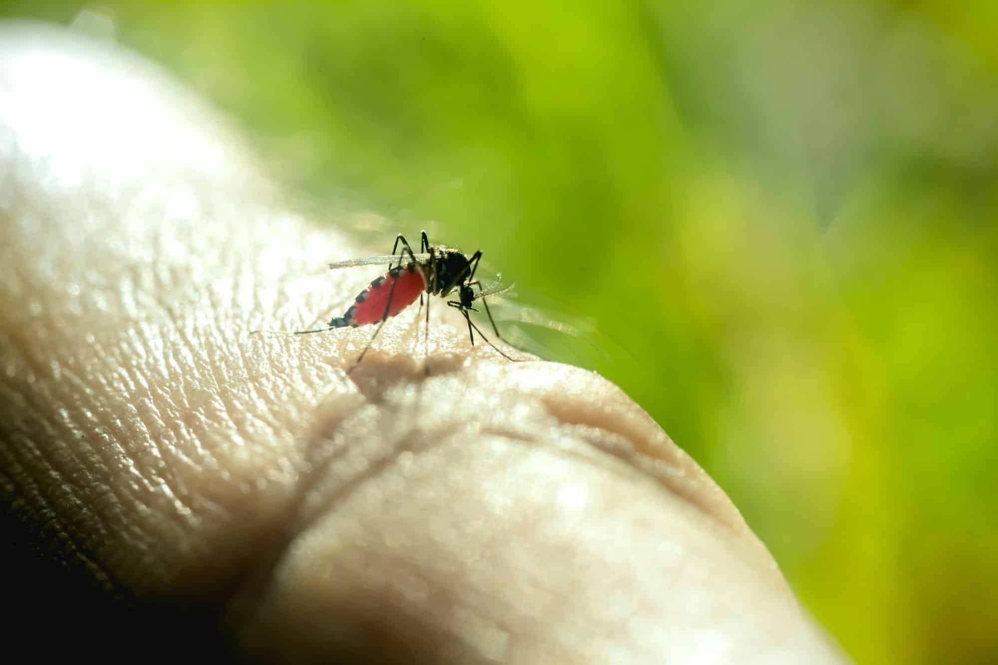 Close up of mosquito sucking blood