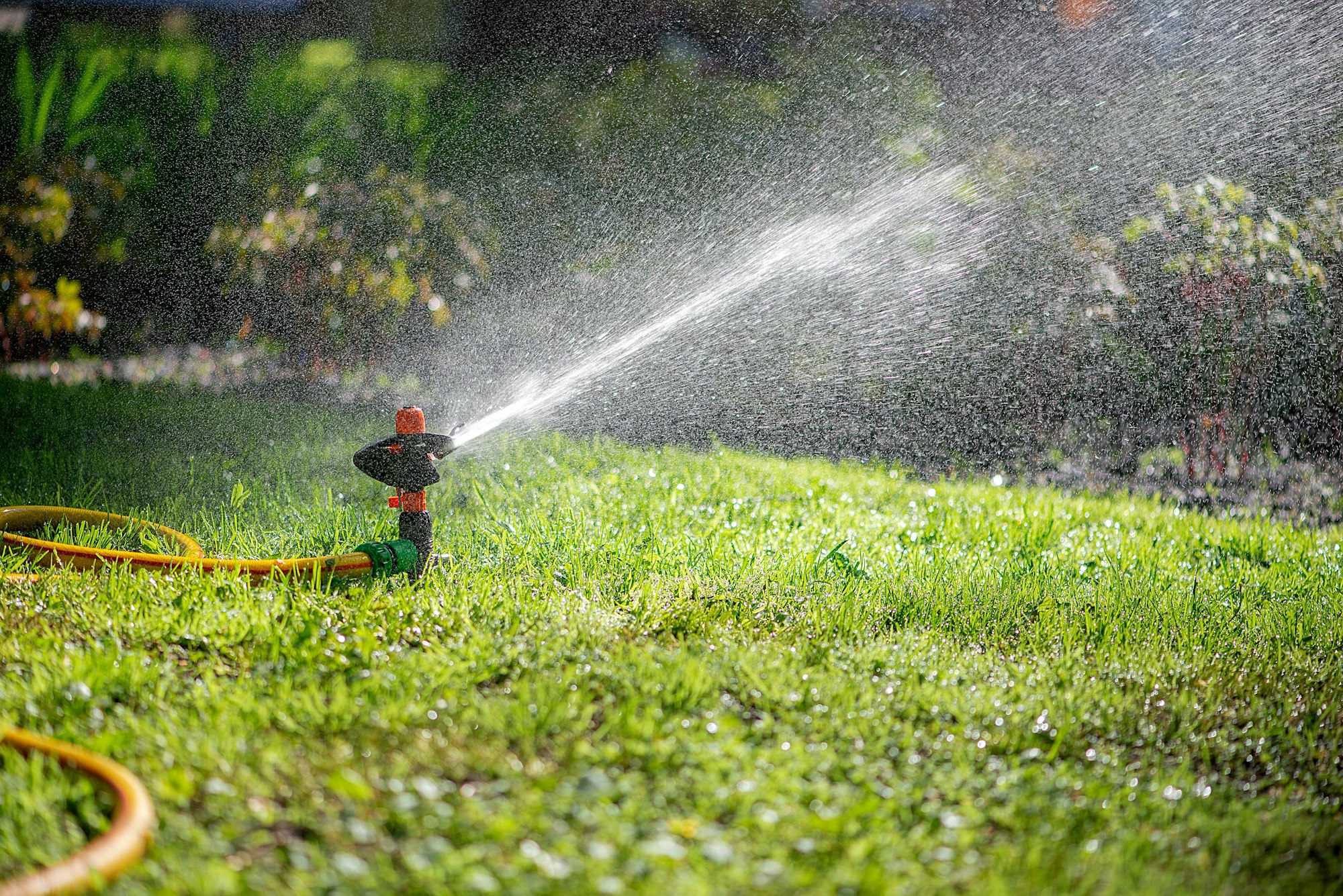 Automatic sprinkler system watering the lawn.Watering in the garden. Watering garden plants.