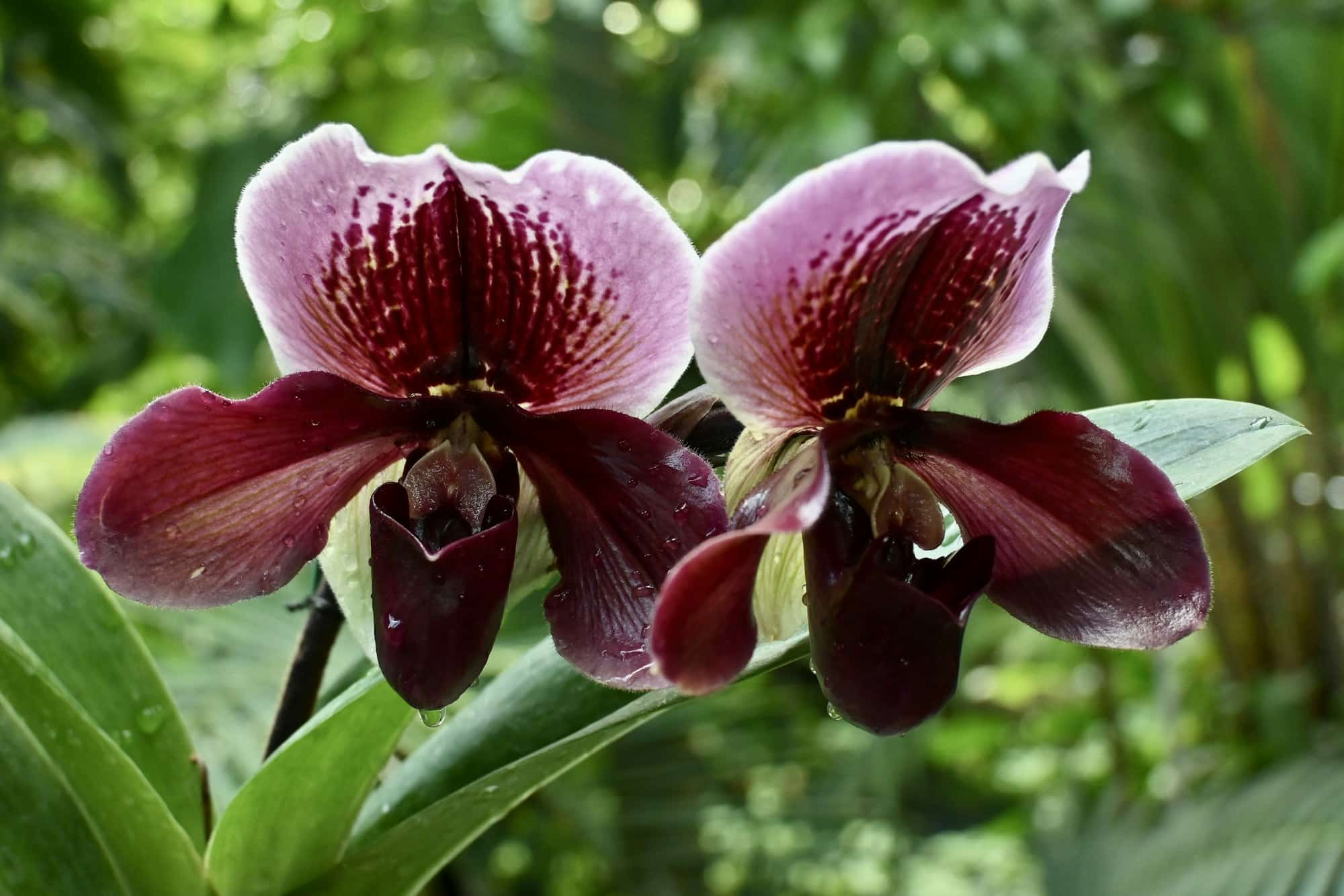 Orchids