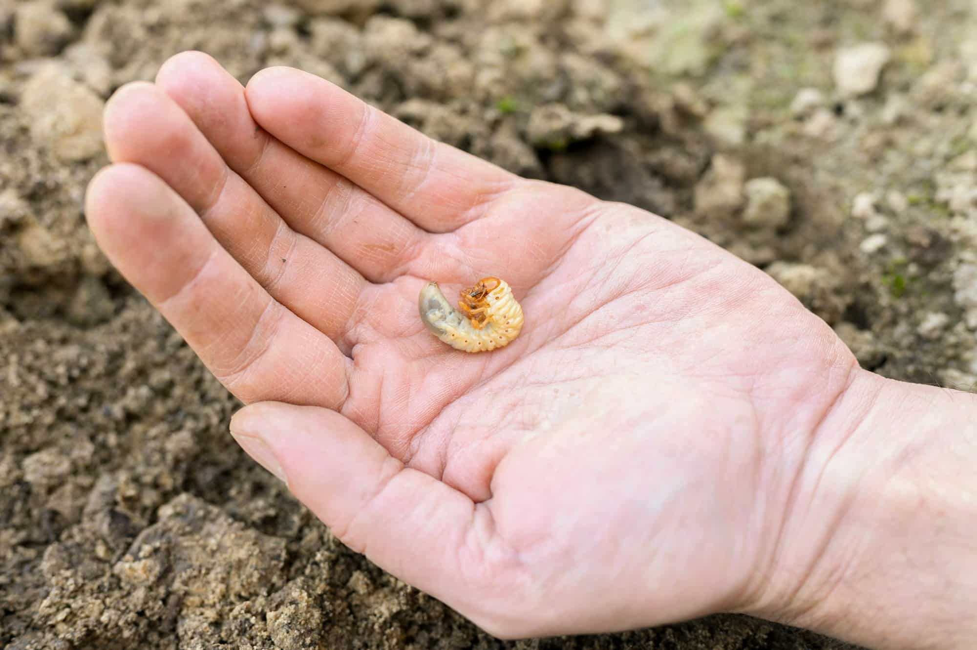 the larva of the may beetle or cockchafer bug in male hand on spring in the garden