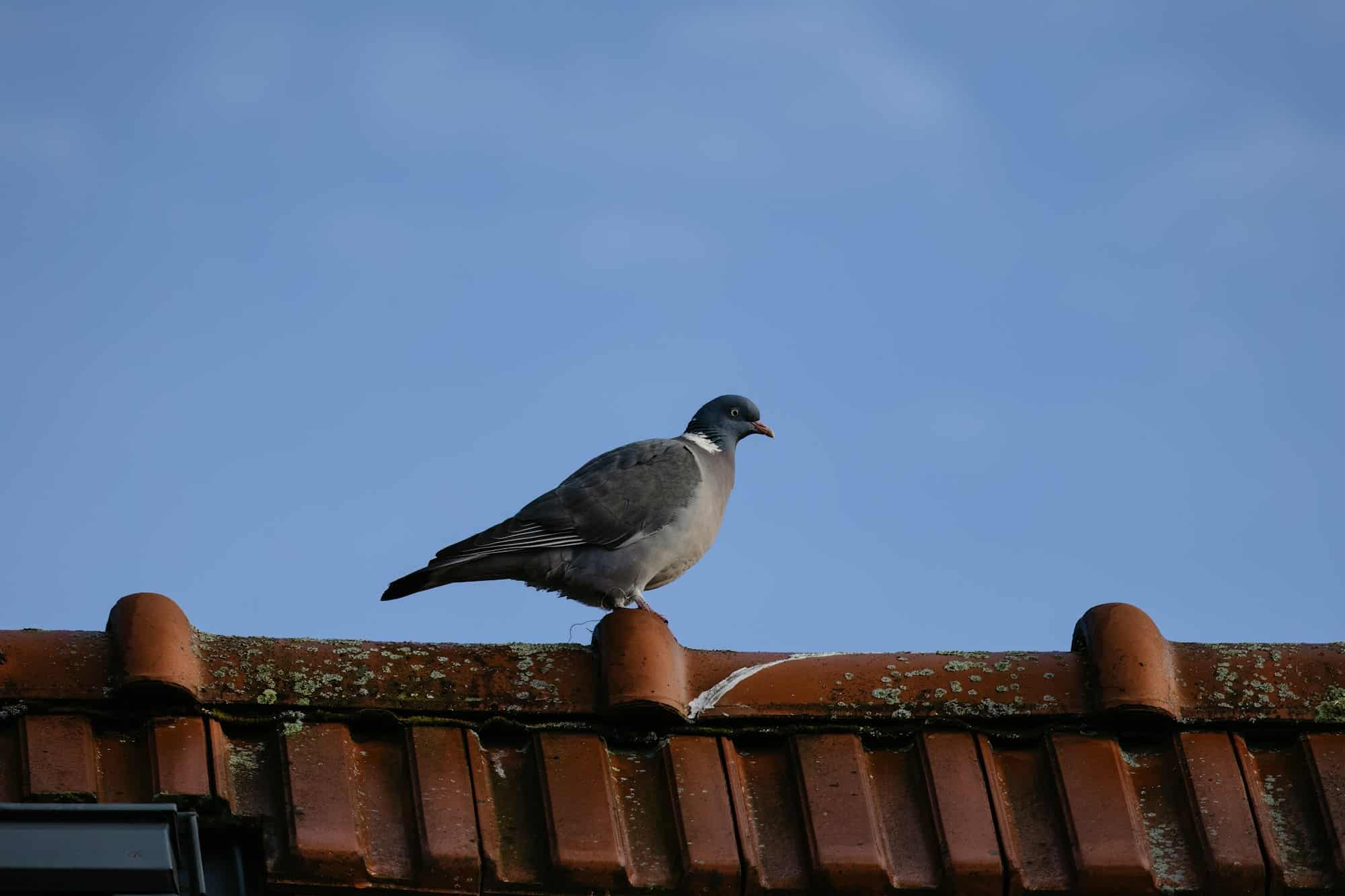 recette de grand-mère pour faire fuir les pigeons