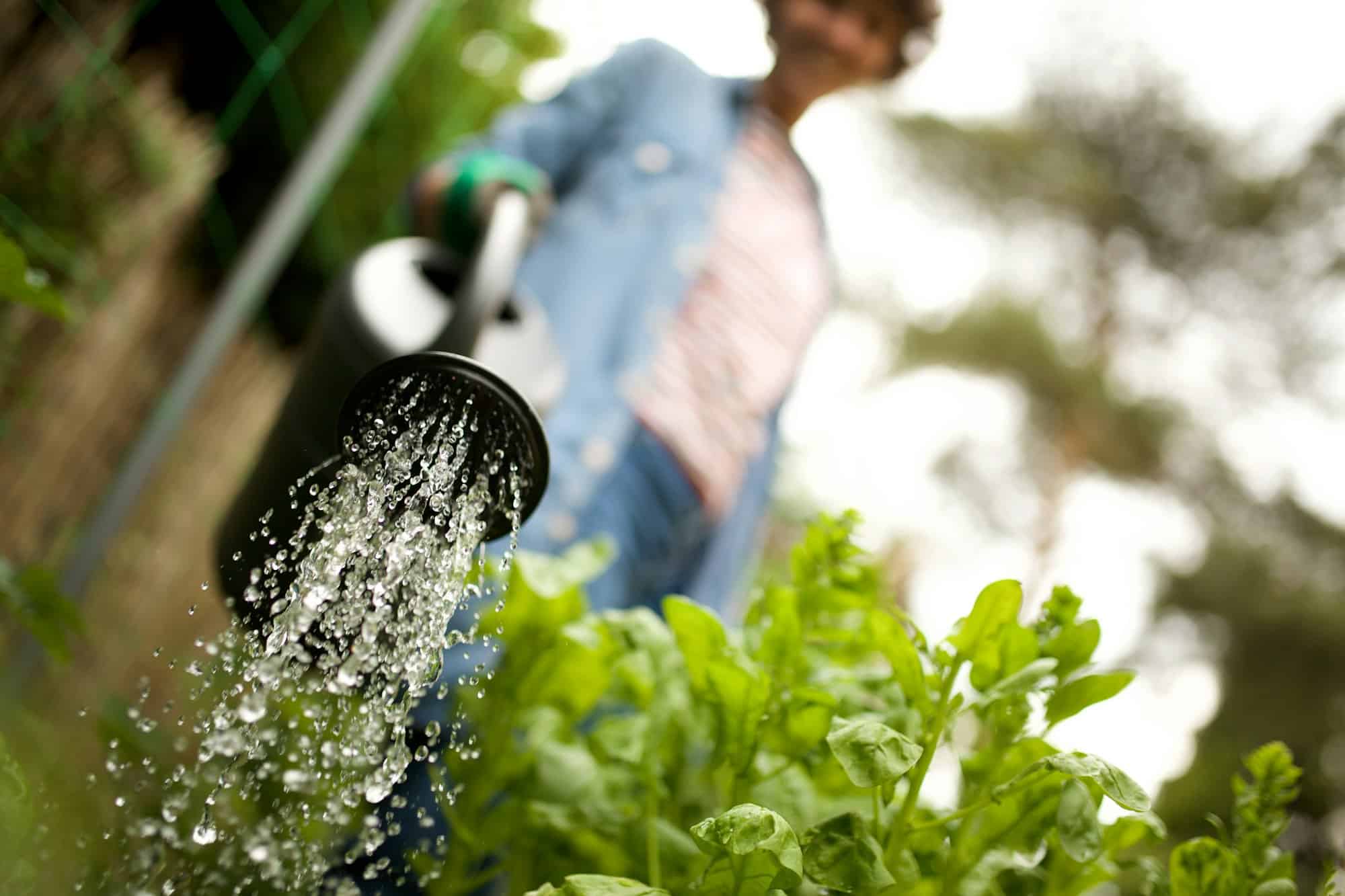 Close up watering bucket with water spraying on garden