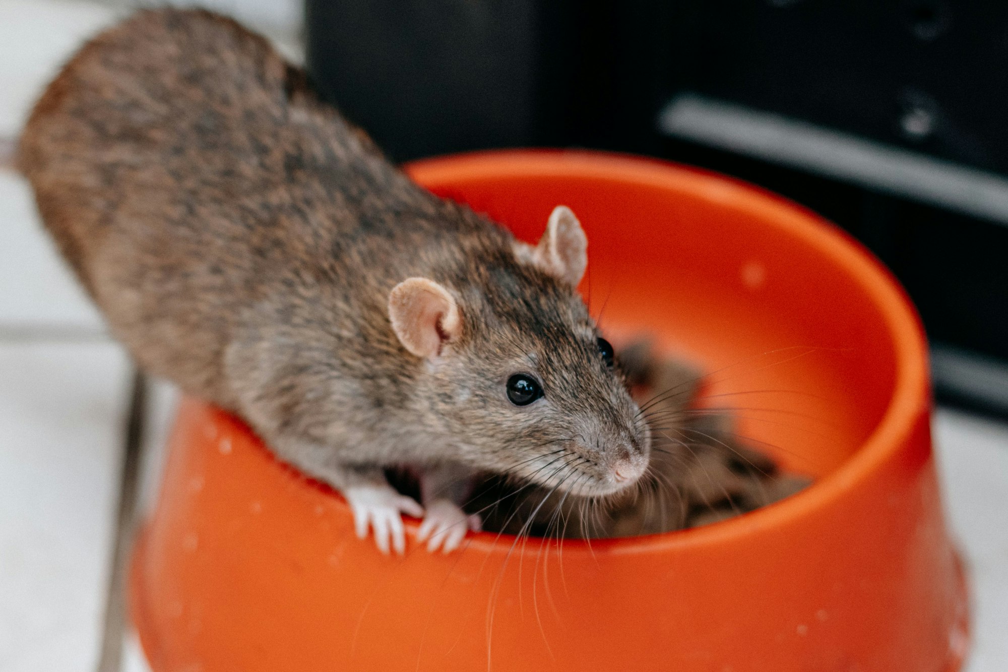 Closeup shot of a gray-brownish rat eating dry food from an orange bowl