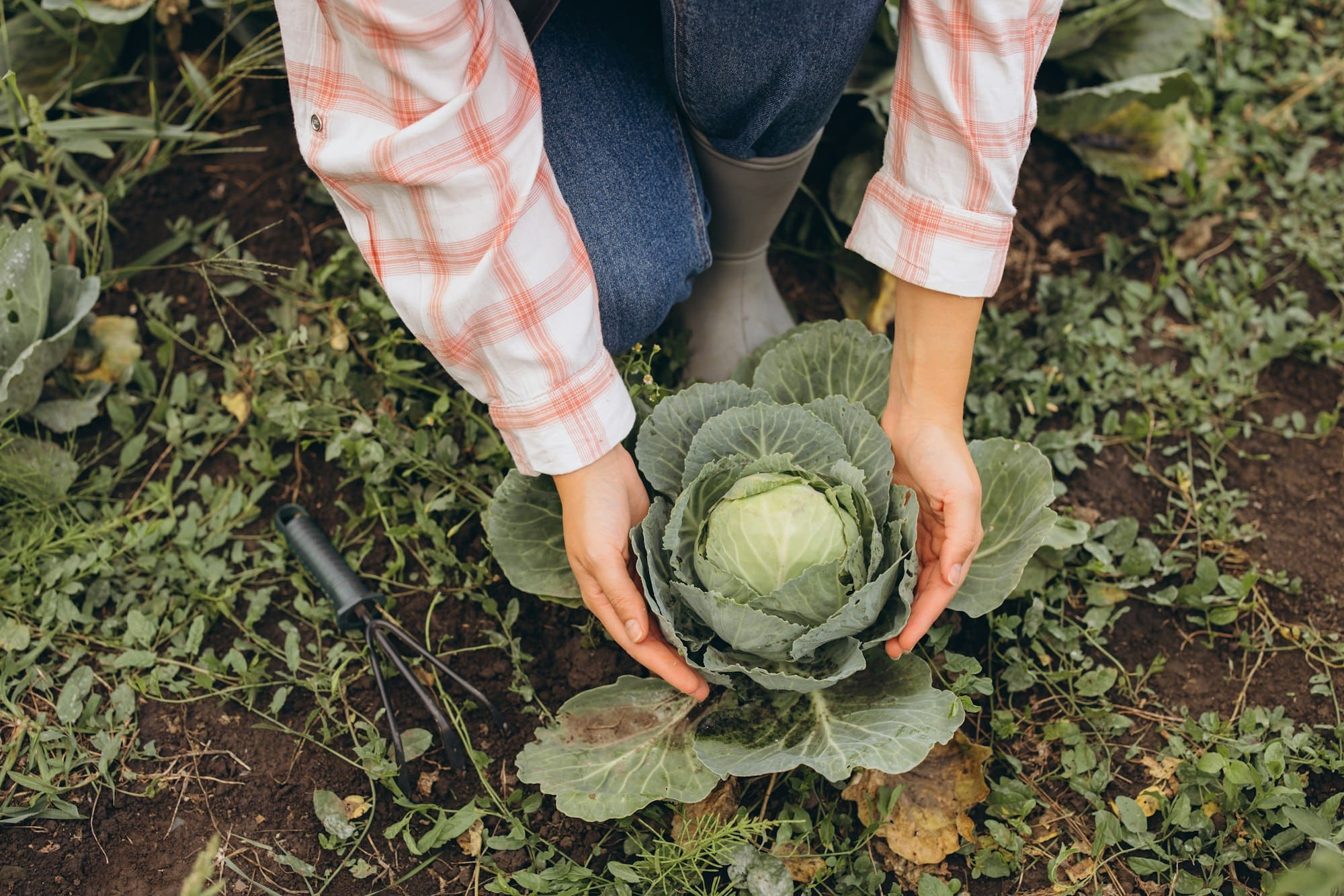 Gardener Harvesting Fresh Cabbage in a Lush Green Vegetable Garden on a Sunny Day