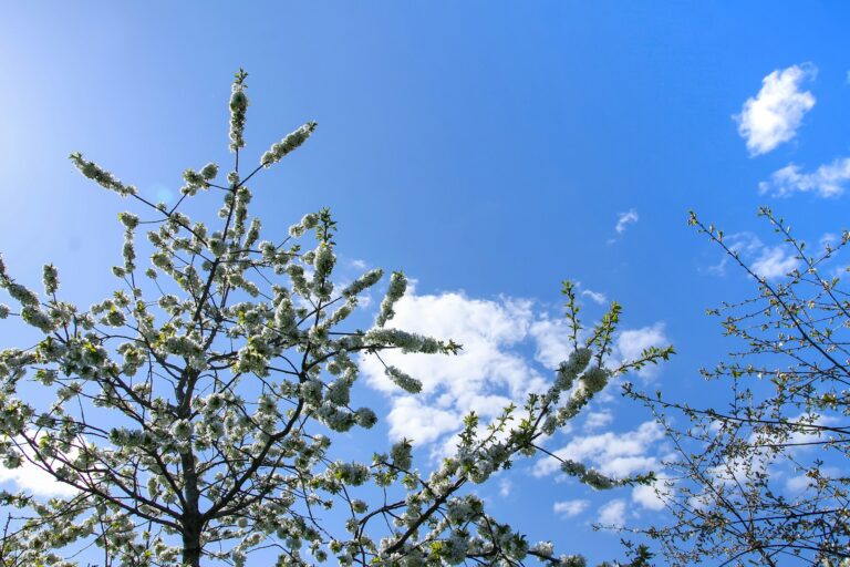 Branches of blooming cherry tree.