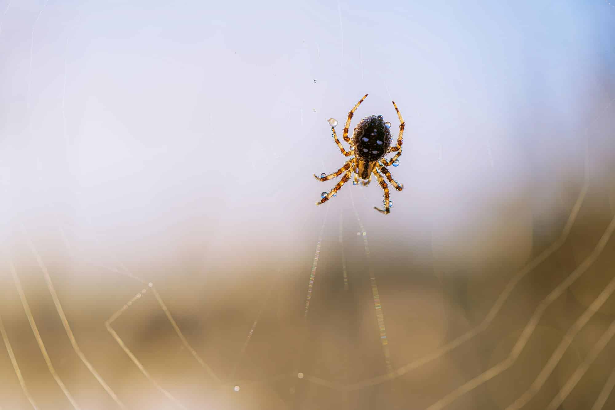 Closeup of a spider perched on its web