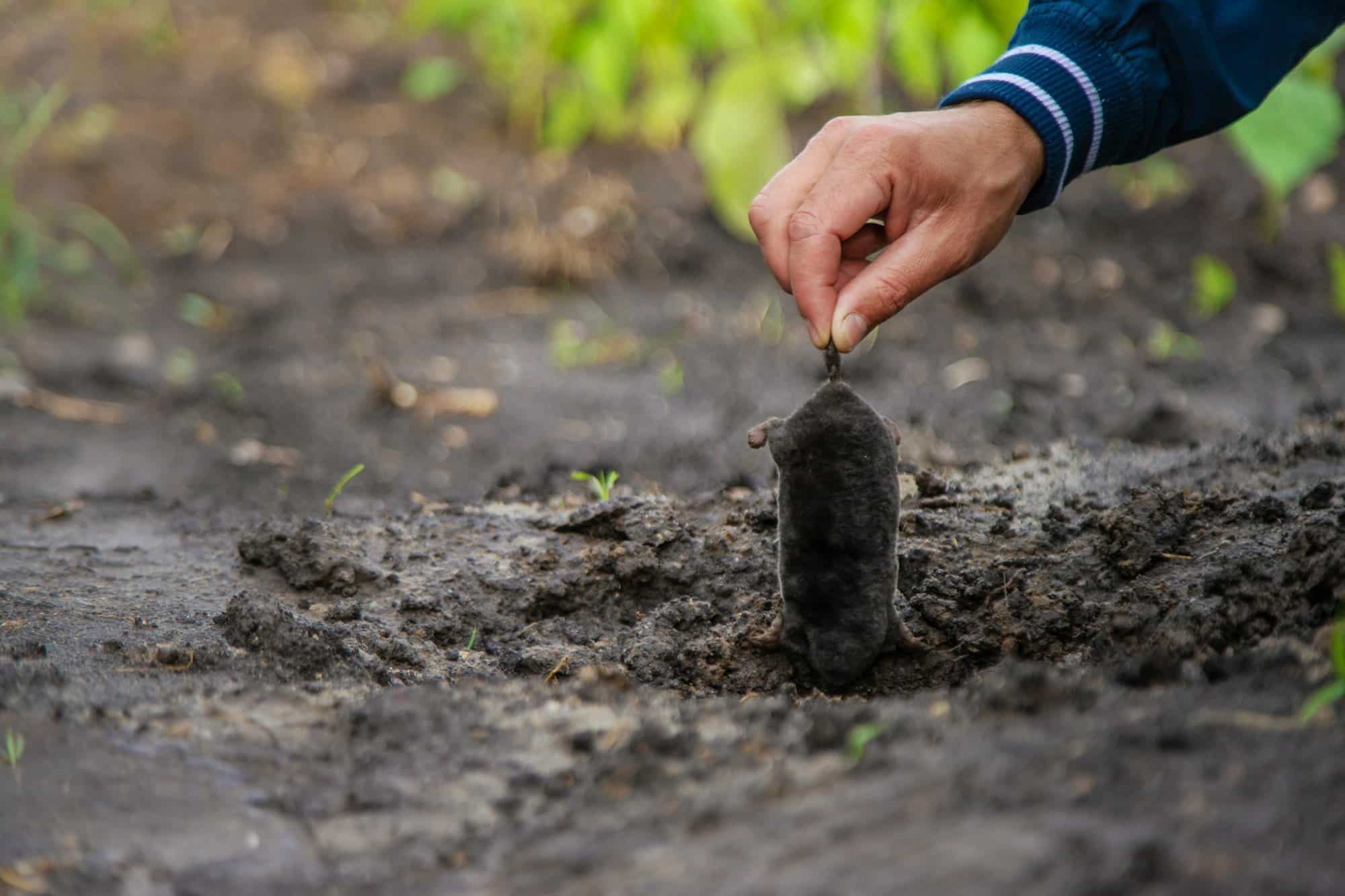 Dead mole in the garden. Selective focus.