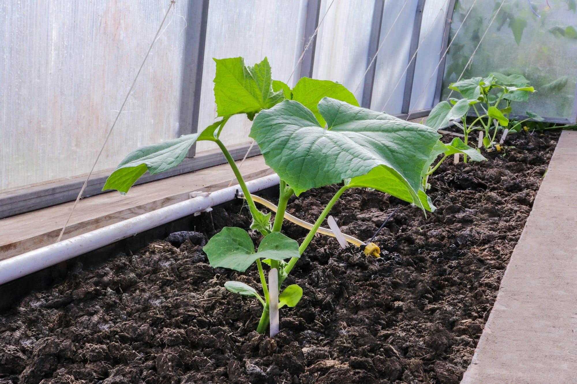 Fresh vegetables are grown in a greenhouse