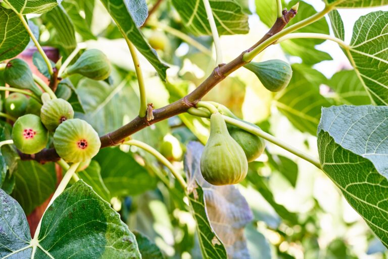 Ripe green figs hanging from a branch