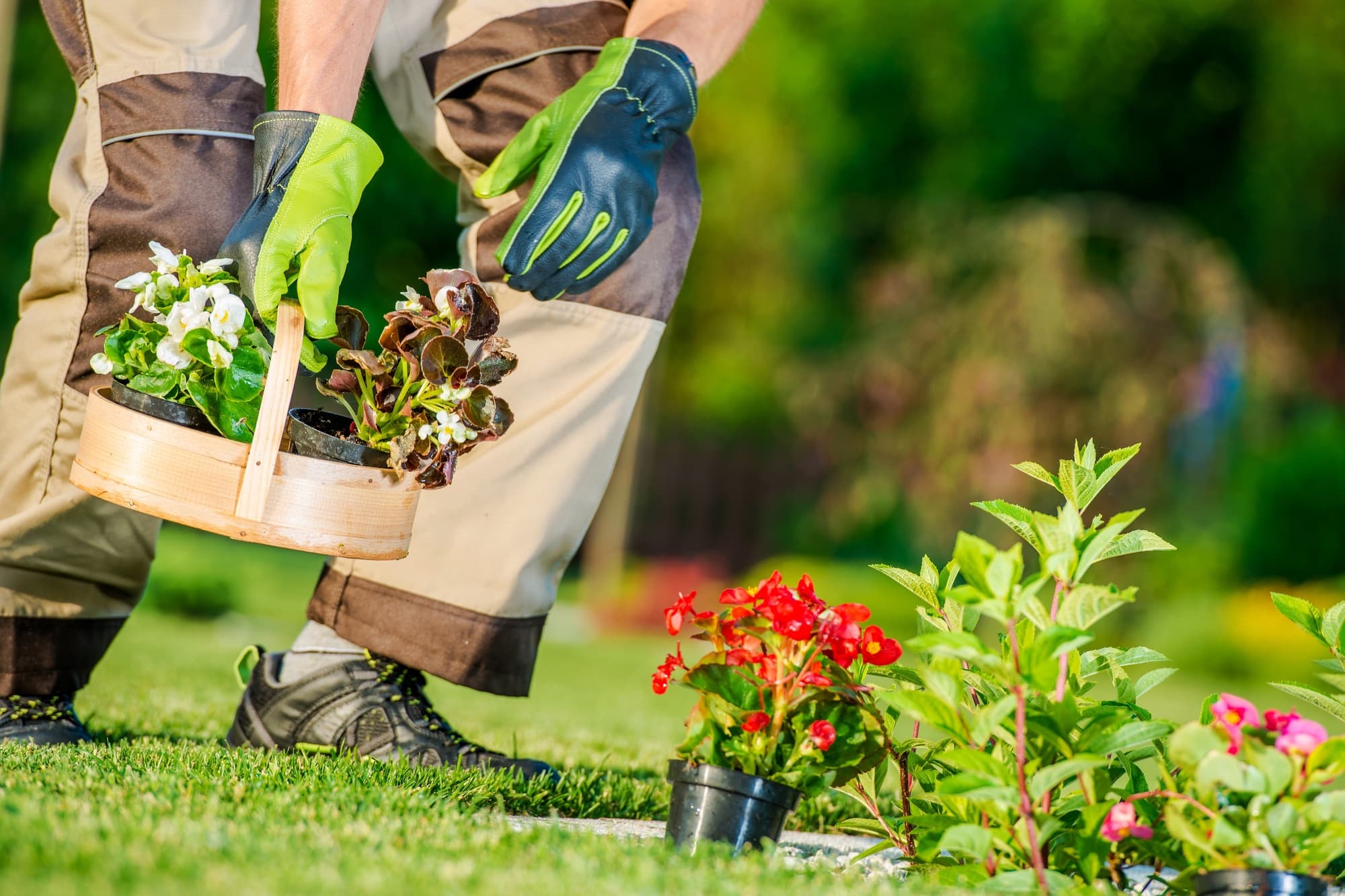 Garden Flowers Planting