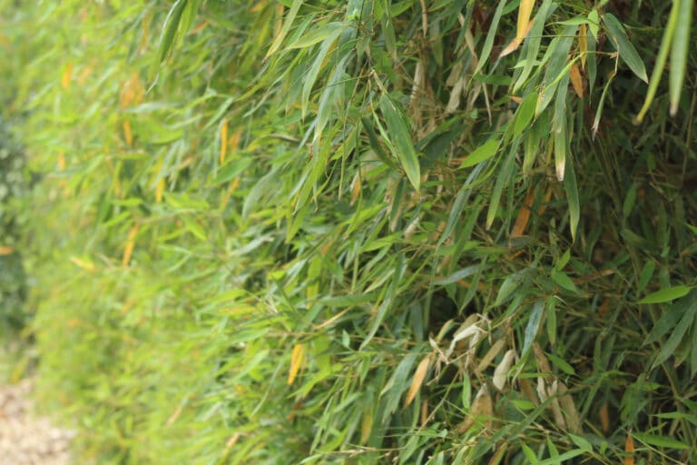 Plantation de bambous : quelle saison pour des haies verdoyantes toute l’année ?