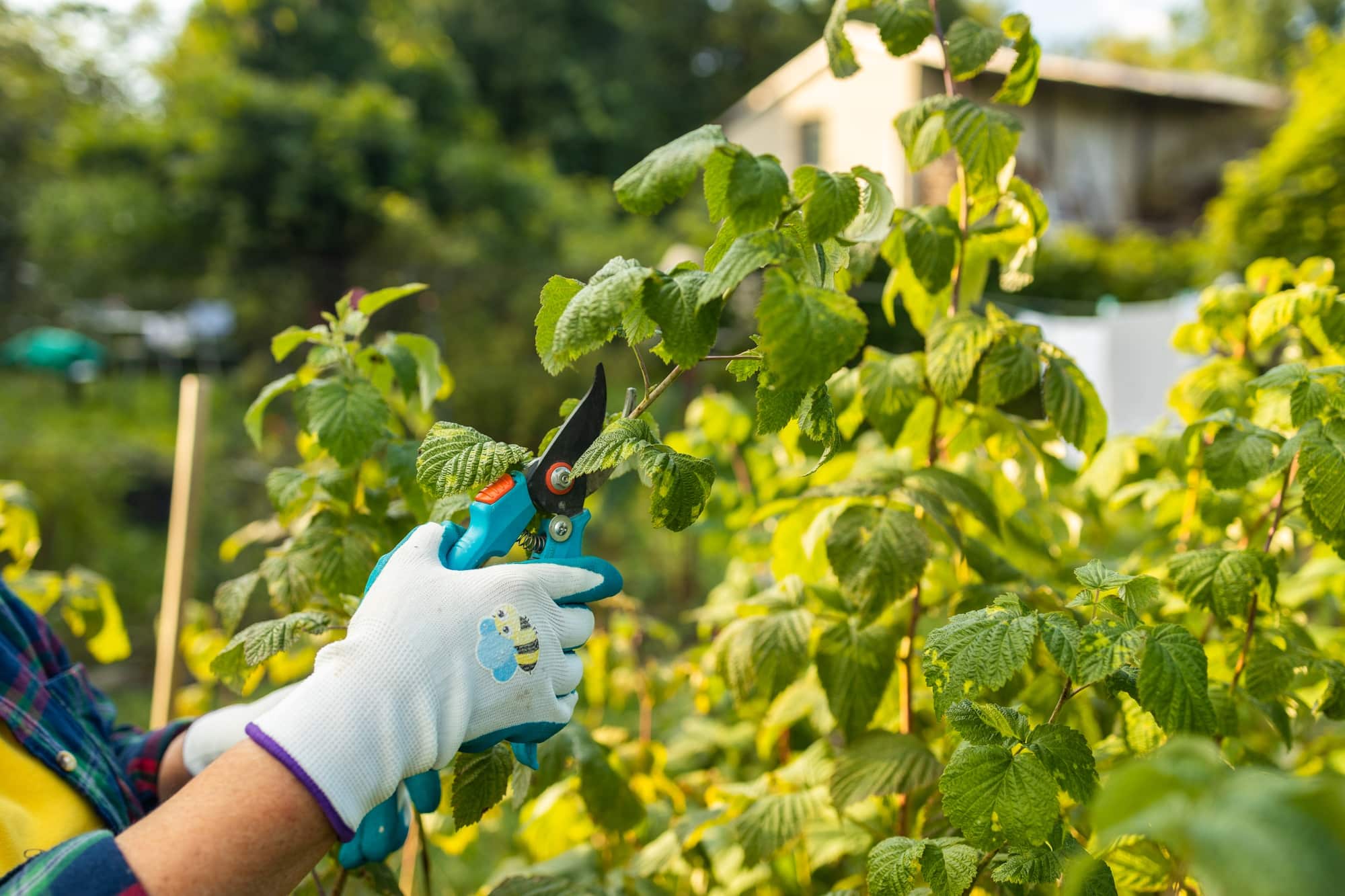 Pruning raspberry bushes. Autumn garden work. Gloved hands